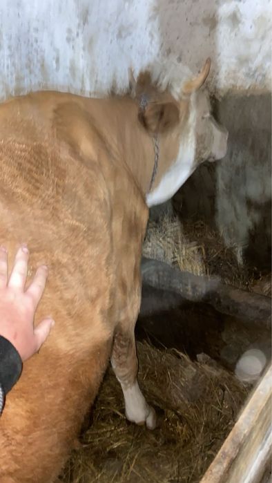 Vând vitea, băltata romîneasca