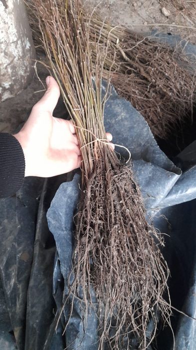 Puieti salcâm Frasin paltin fag carpen plop salcie brad molid pin arin