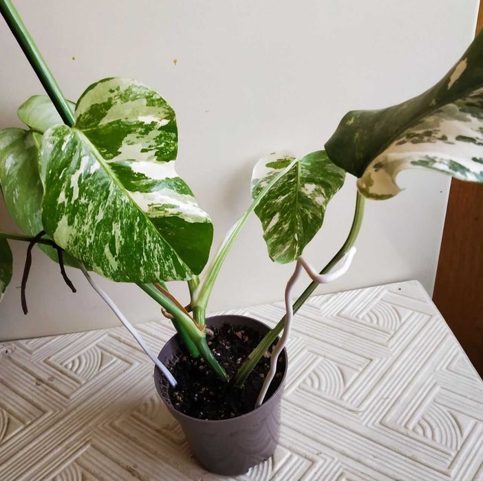 Монстера Альба -экзотика в вашем доме