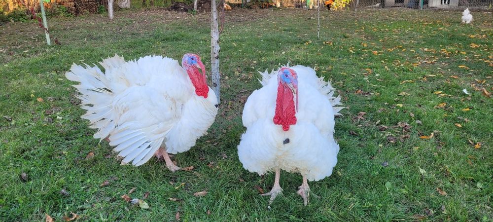 Vând curcani de carne