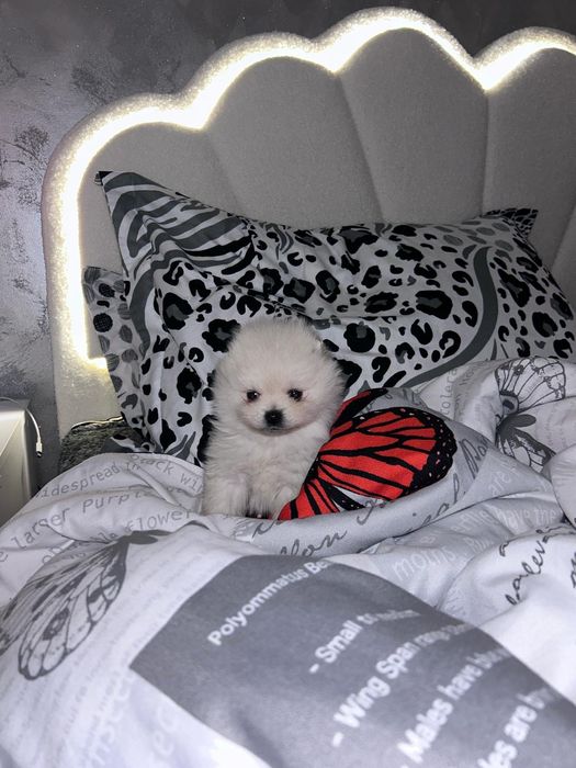 Pomeranian mini spitz