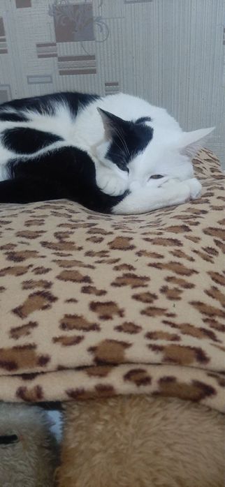 Домашные животные