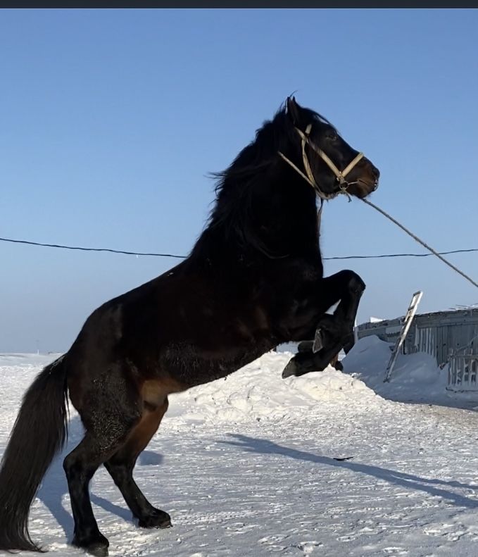 Ассаламалейкум айғыр саттылады или обмен