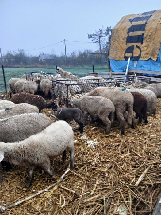 Oi gestante de vanzare tinere