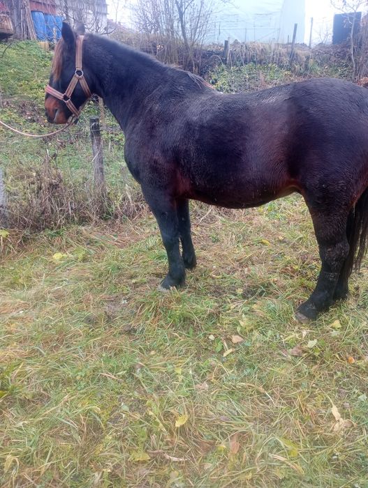 De vânzare cal de 8 ani