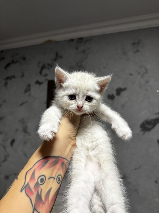 Котята голубоглазые