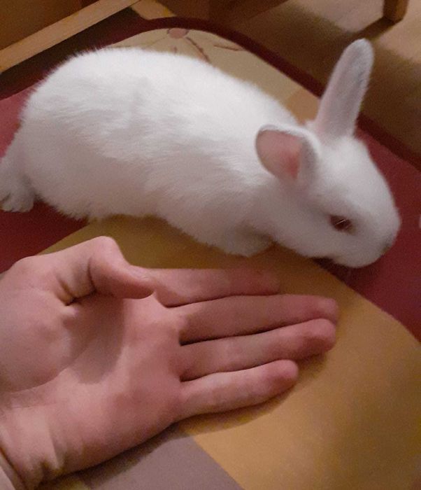 Vind iepuroaica cu 6 pui