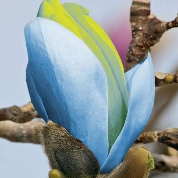 Magnolia Blue-Opal