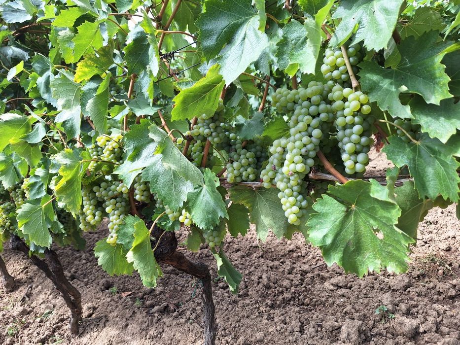 Struguri feteasca regala alba