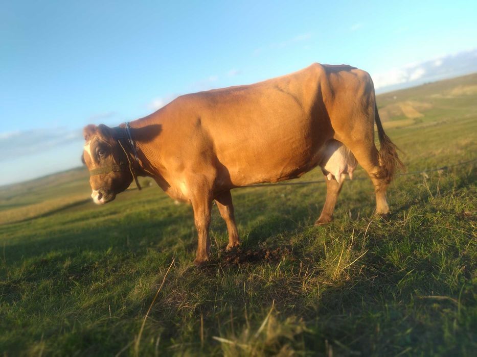 Vând vaci gestante cu o producție foarte buna de lapte și o junica