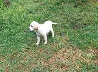 Labrador Golden caine