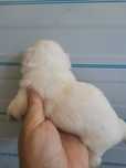 Baietel Bichon maltez mini toy