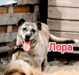 Дарю в добрые и ответственные руки