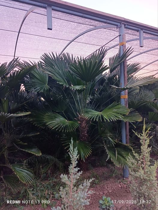 Вангариски палма ва Трахкорпис палмалари ҳамда Шамшод кўчатларитлари