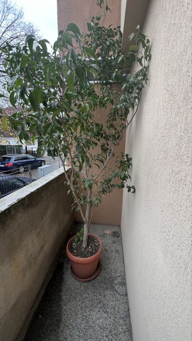 Дърво Бенджамин