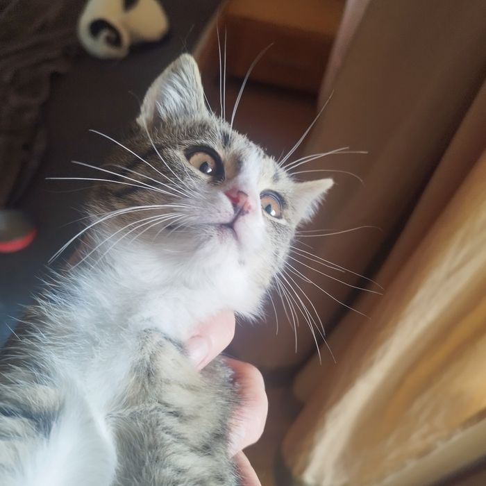 подаряват се котенца