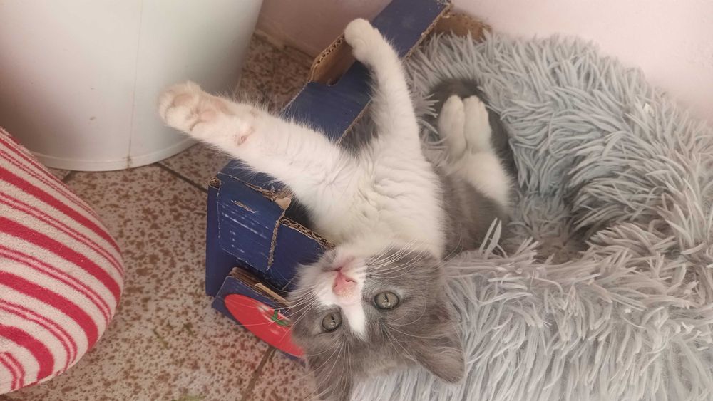 Продавам котенца