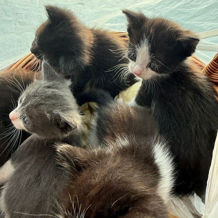 Отдам котят в добрые руки