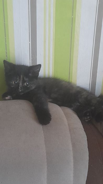 Отдам котят в добрые руки.