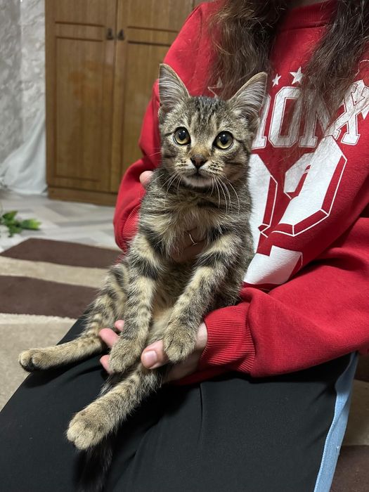 Котёнок ищет дом
