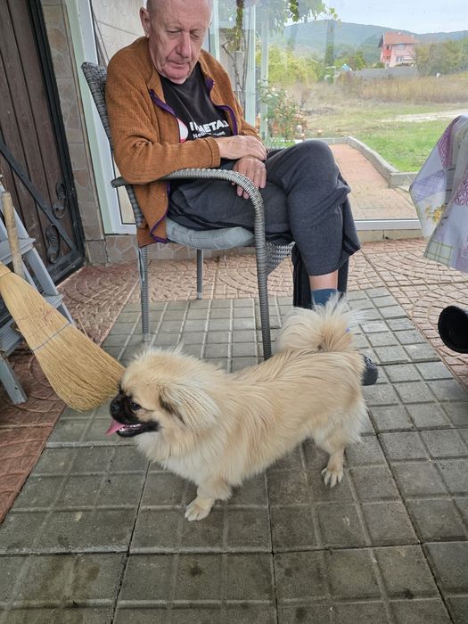 Куче Пекинез на 9 месеца