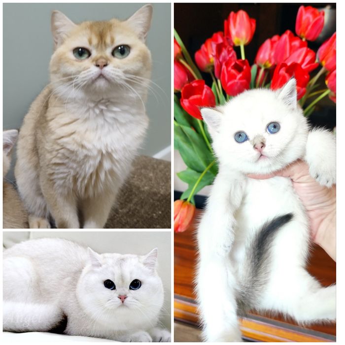 Котёнок британец