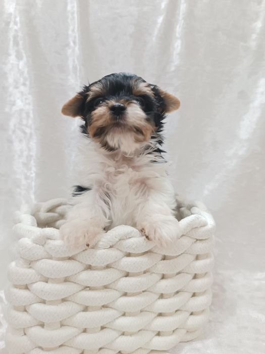 Щенки бивер йорка