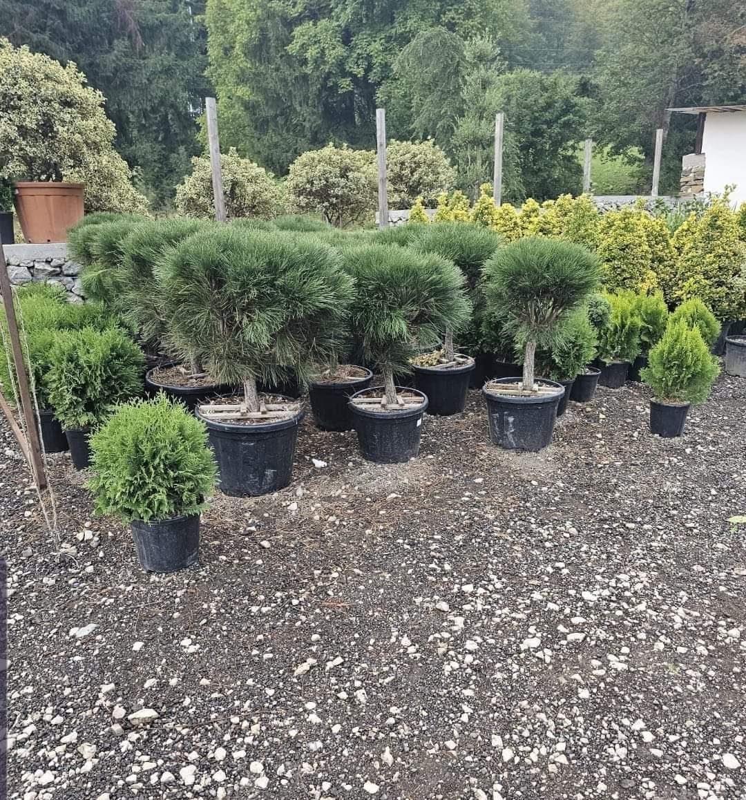 Plante ornamentale la prețuri de producător :
- tuia smaragd
- tuia co