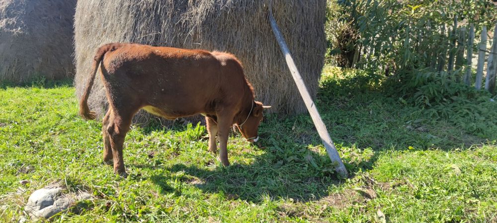 Vaci de vanzare si vitei
