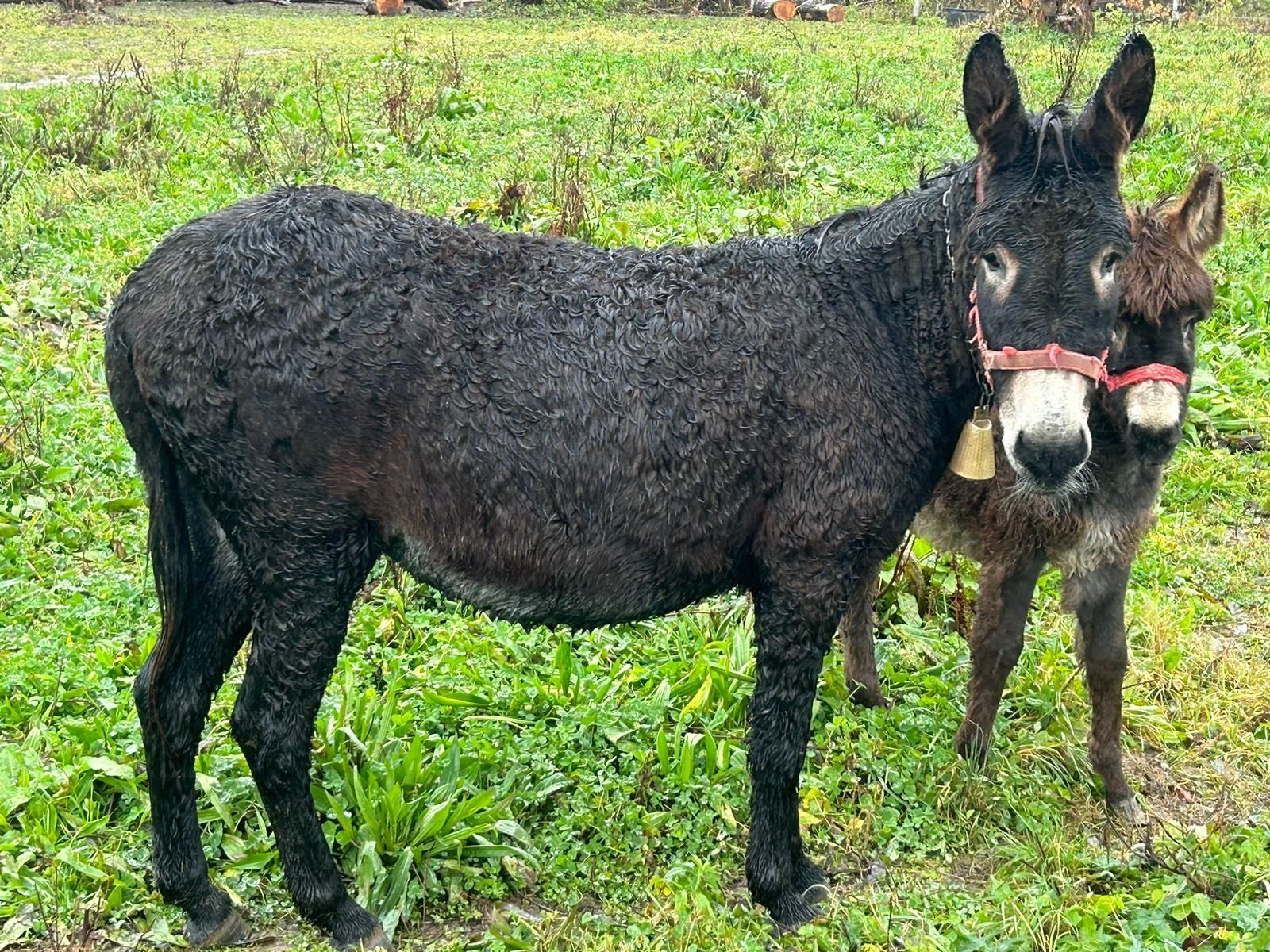 Vând pui de măgărita foarte mare