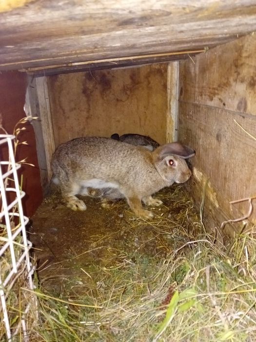 Iepuroi de vânzare 150 lei