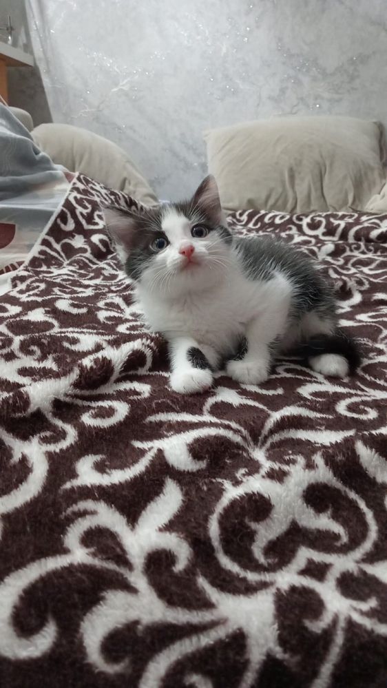 Отдам котёнка девочку