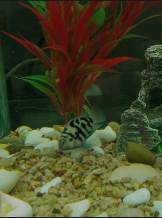Отдам даром рыбок в аквариум