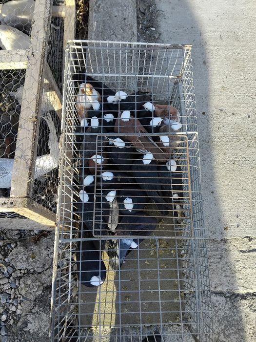 Jucători de basca de 20 bucăți de