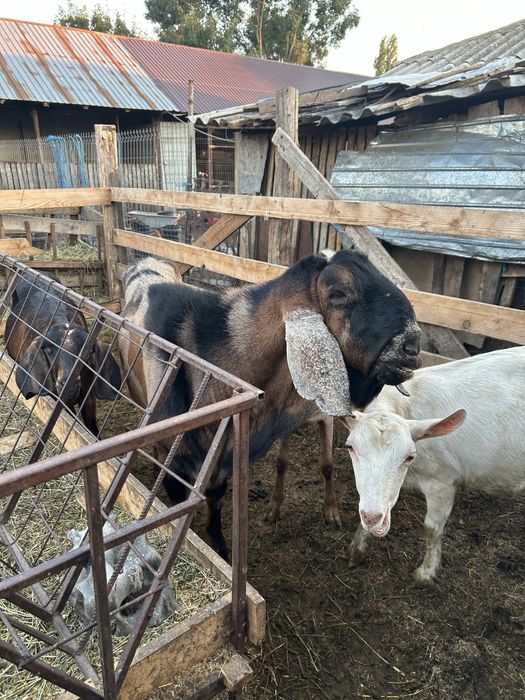 Vand tap anglo nubian