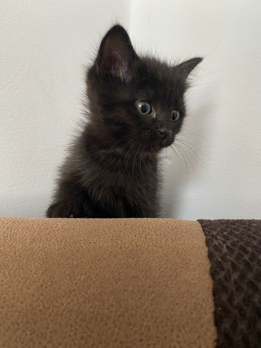 ог'л пишик 2 ойлик