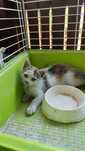 Spre adoptie urgent pisica