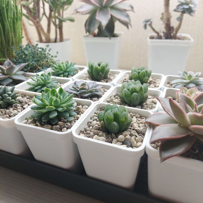 Цветы суккуленты