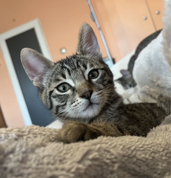 Мъжко коте търси дом