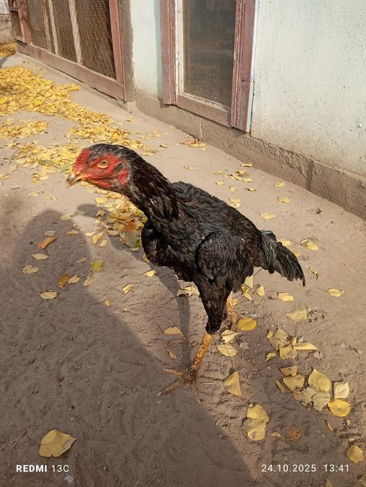 Шамо сатлымда кораз