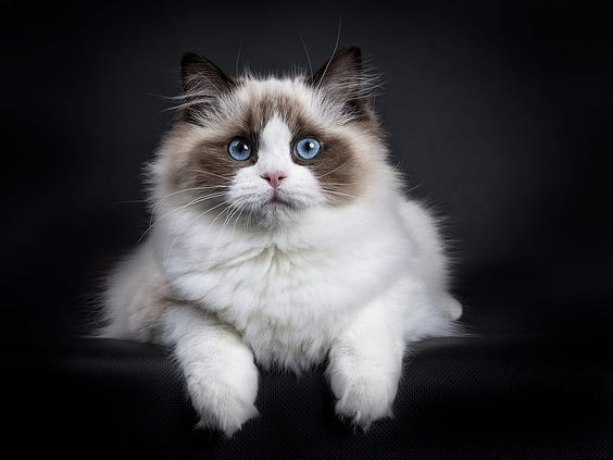Регдоллы чистокровные