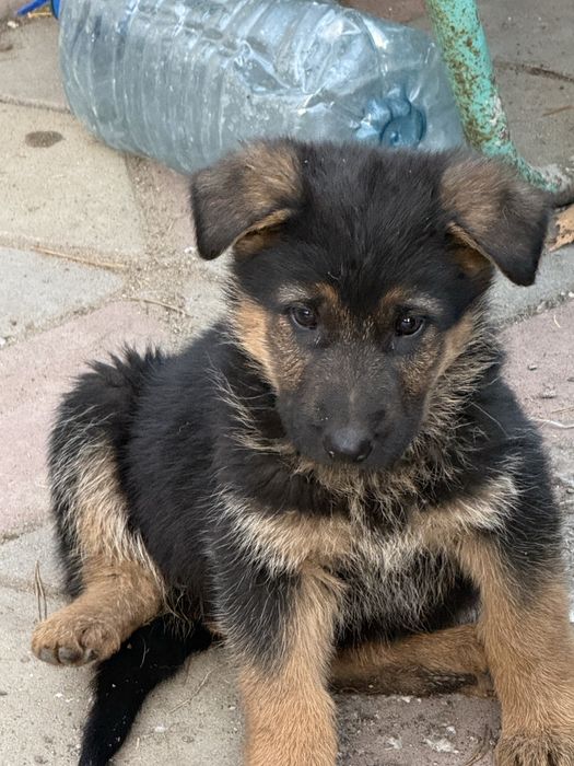 щенята ищут новый дом