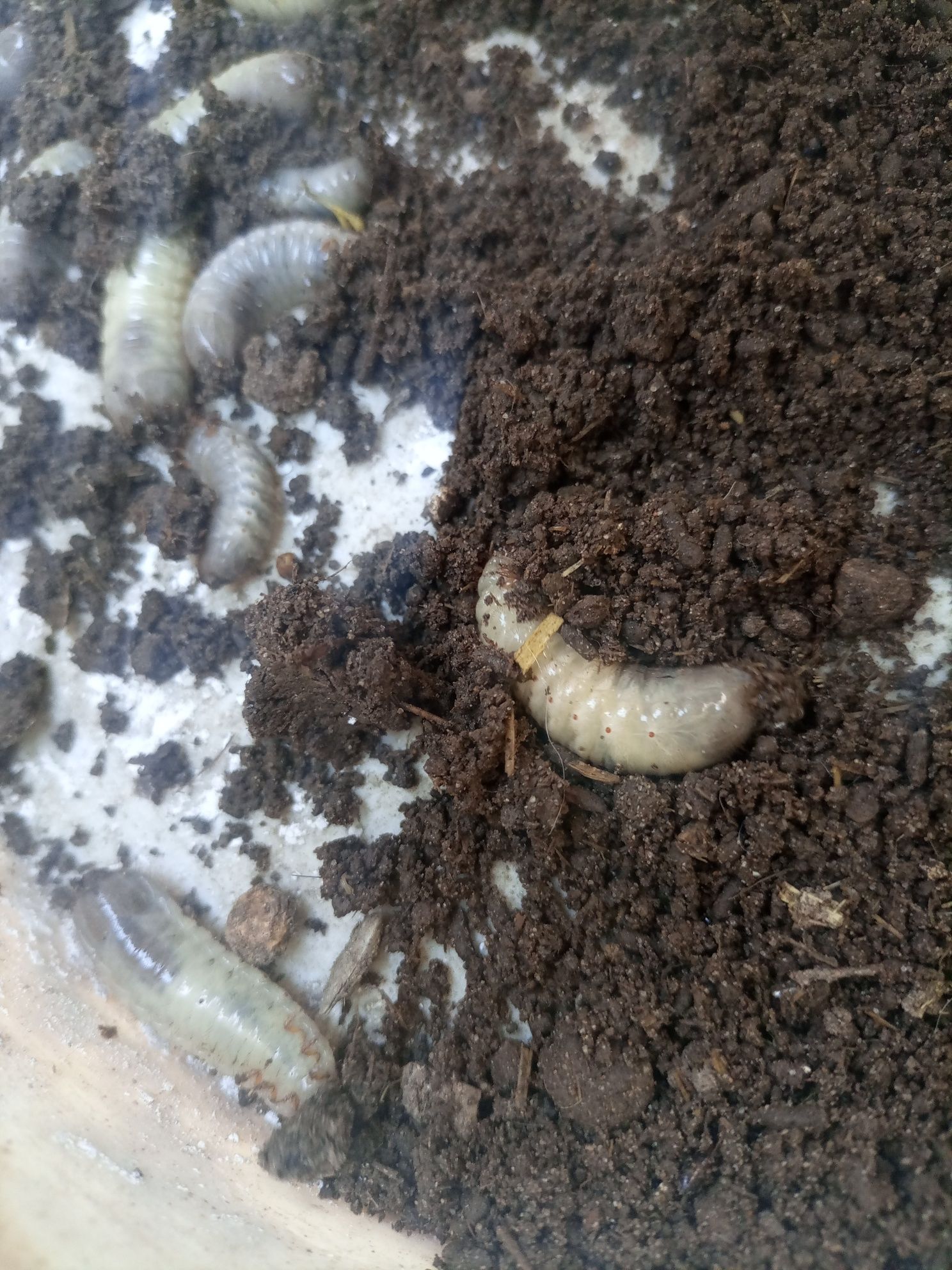 Белые черви-личинка майского жука