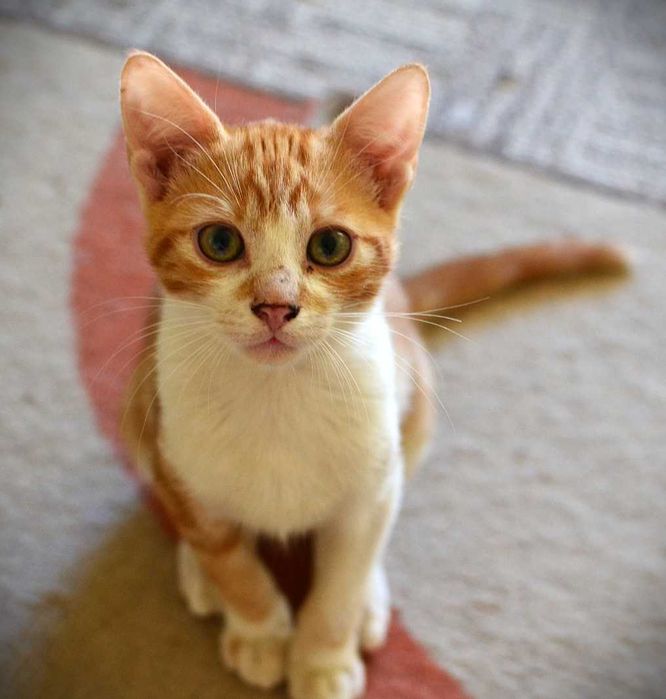 Pisoi 4 luni gratuit spre adoptie