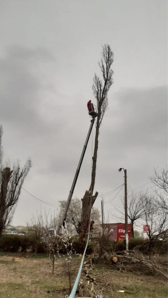 Arborist, alpinist utilitar in arbori, taiere de arbori/copaci/pomi