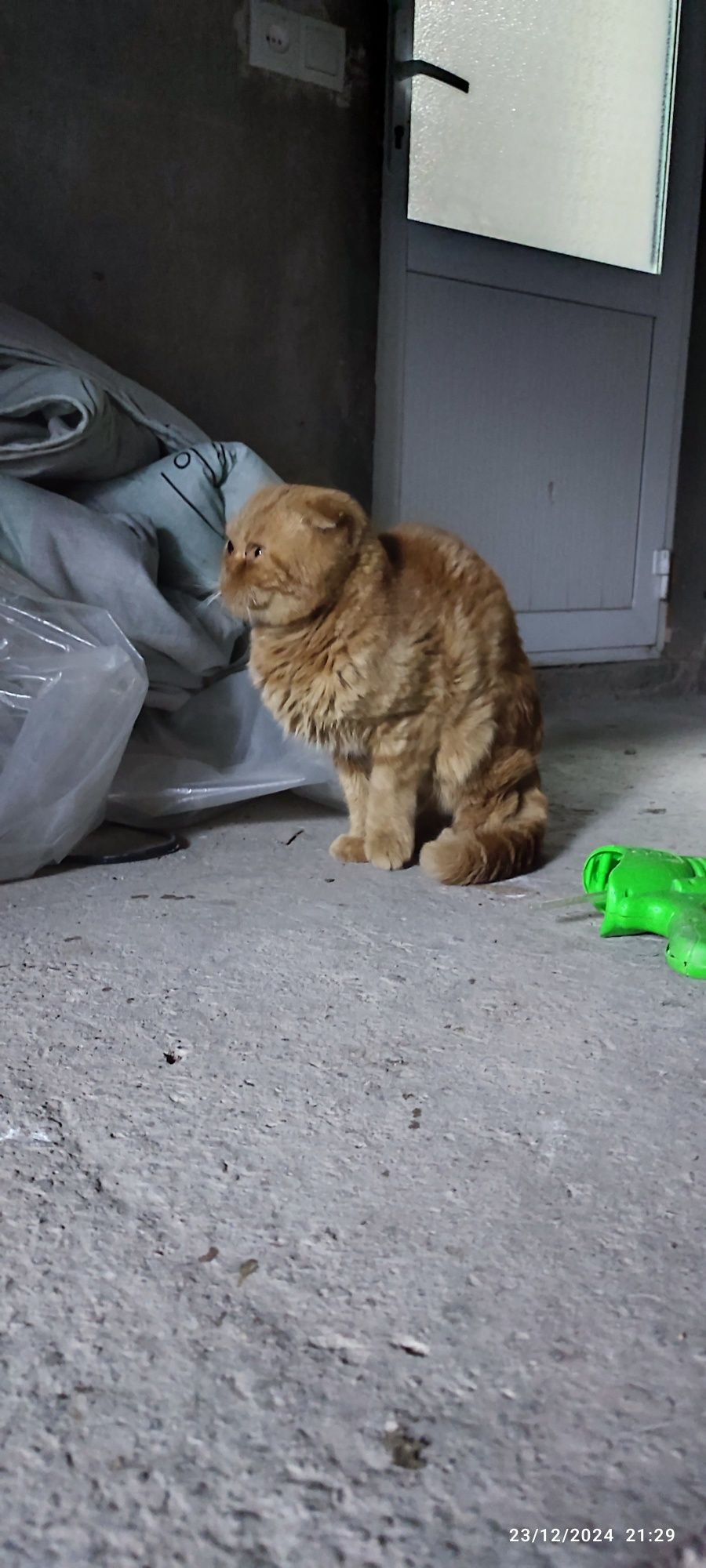 zoti, "Scottish Fold" oʻgʻlbola mushuo