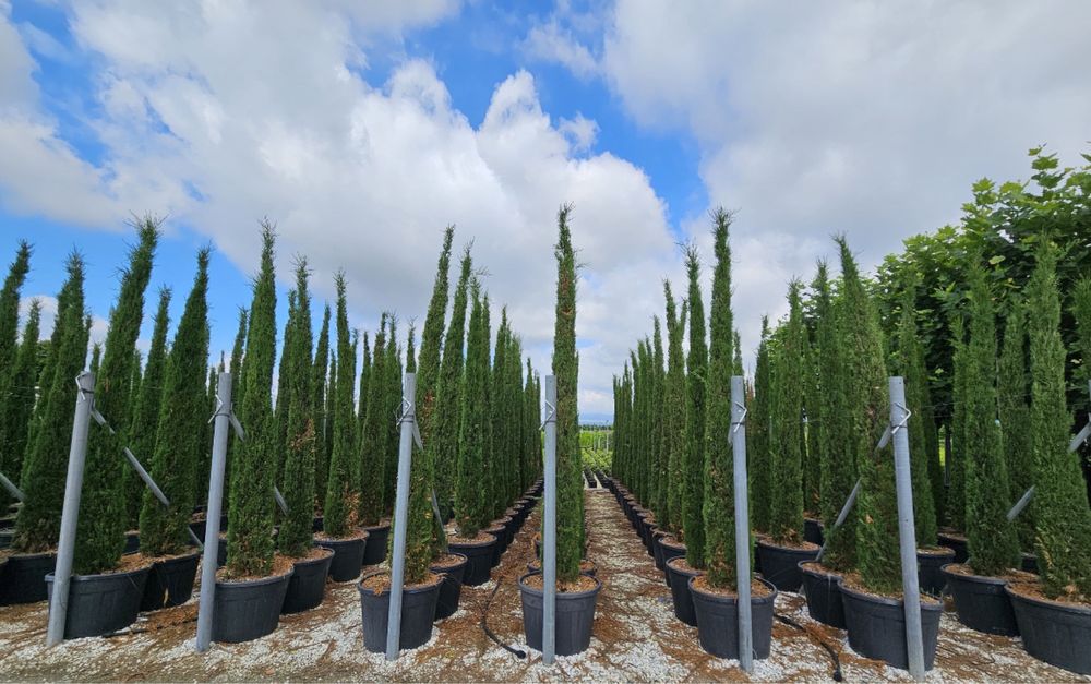 Vindem plante ornamentale copaci oriunde in tara