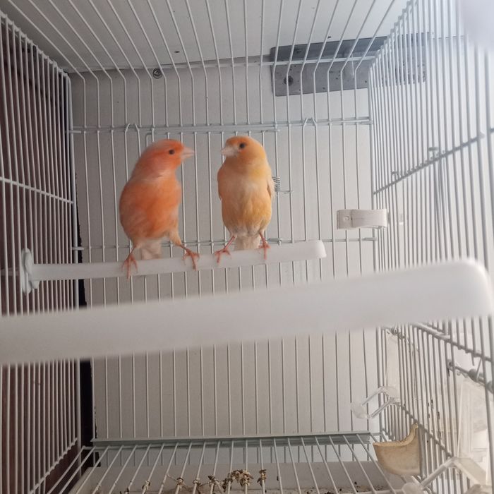 Нар мода канарейкала сотилади мода бир марта ишланган нар 9 ойлик