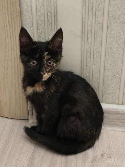 Отдадим котёночка