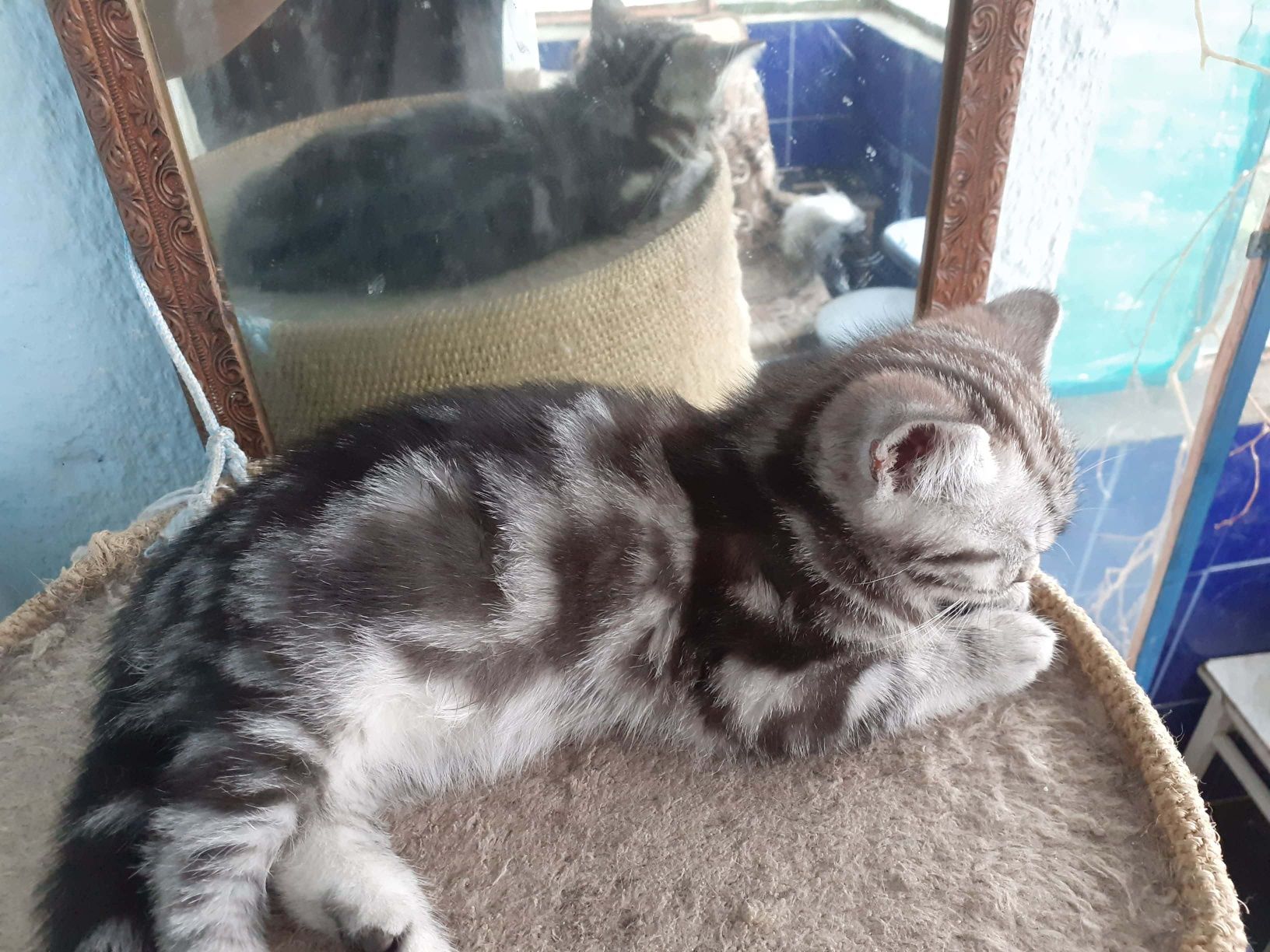 British shorthair silver tabby colorit intens specific rasei pure